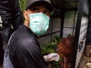 A sedated orangutan in the transport crate