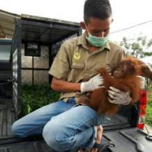 Krisna reassures a young orangutan during a rescue
