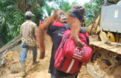 Orangutan Rescue: On the frontline in Sumatra logo