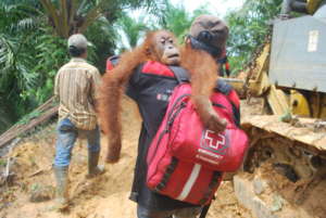 Orangutan Rescue: On the frontline in Sumatra