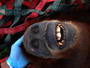 25 year old female being translocated