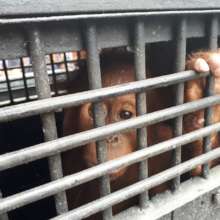 Baby orangutan in cage