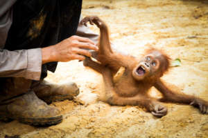 baby screaming in terror in PT Sisirau plantation