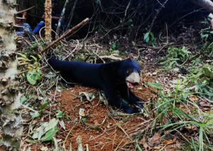 Sunbear caught in snare