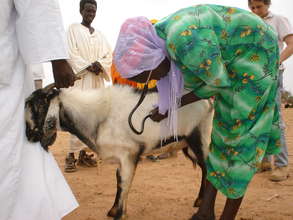 A paravet tending to a goat