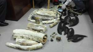15 elephant tusks weighing 43 kg confiscated.