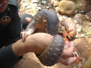 A WRRT member holds a rescued pangolin.