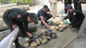 47 Snail-Eating Turtles Rescued from a Trader