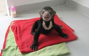 A Sun Bear Cub Rescued by the WRRT in September