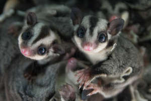 Rescued sugar gliders - photo by Peter Yuen