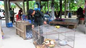 The cub was in a small cage and malnourished