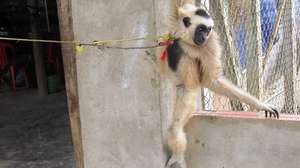 The gibbon was taken PTWRC for rehabilitation