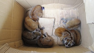 The 7 rescued pygmy slow lorises