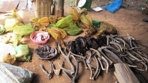 And found 29 horns & over 7 kgs of wildlife parts
