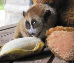 Help the WRRT continue to rescue precious wildlife