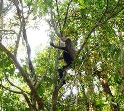 After release the animal quickly climbs a tree