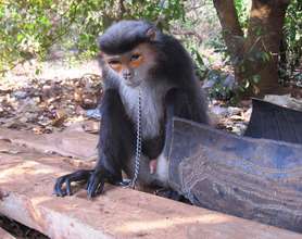 Depressed Douc Langur