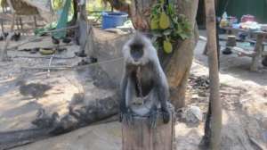 Endangered langur given a second chance at PTWRC