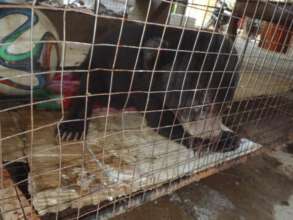 Sun bear cub being kept illegally as a pet