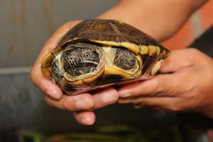 Rescued snail-eating turtle