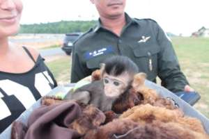 Hotline call from a tourist about a baby macaque