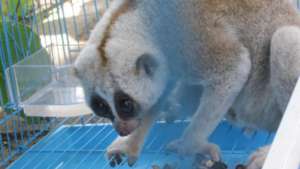 A slow loris kept as a pet is now healthy at PTWRC