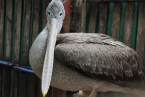Pelican rescued from trader supplying illegal zoos