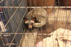 A civet rescued from a market in Phnom Penh