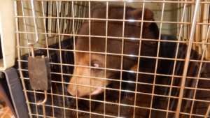 Sun Bear cub rescued in Ratanakiri prison