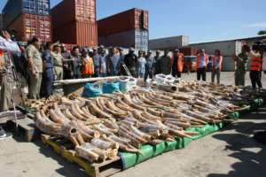 One of Cambodia's biggest ivory busts ever