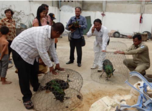 3 peafowl rescued by WRRT in January