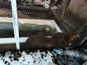 Otters kept at gated community in Phnom Penh