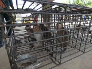 Macaques seized from online trader