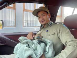 A rescued baby Douc Langur