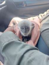 A rescued baby Silver Langur