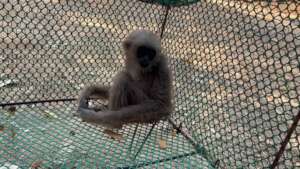 A baby gibbon found by the WRRT via Facebook