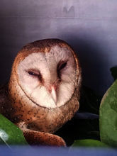 A rescued barn owl