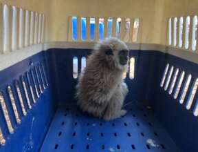 A rescued pileated gibbon