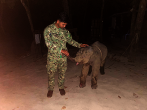 Baby elephant Lomphat, injured by a snare