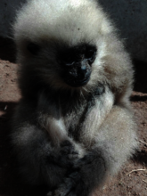 Baby gibbon rescued in Kandal