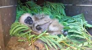 Baby gibbon rescued from a gas station
