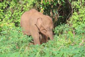 A rescue of a baby elephant who lost her herd