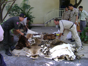 19 Clouded Leopard Skins Found