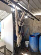 Gibbon illegally kept in Phnom Penh before rescue