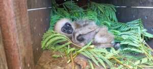 Baby gibbon rescued from petrol station