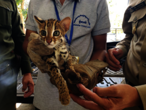 Leopard cat rescued from coffee shop