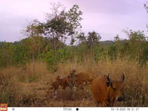 Wild banteng in Prambei Mom Community Forest