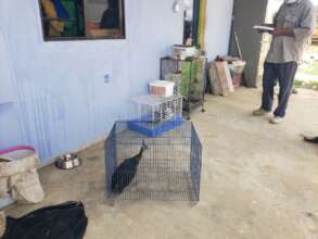 Injured green peafowl seized from trader's home