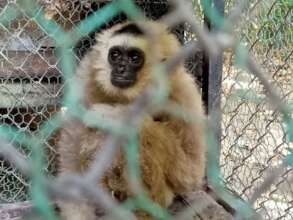 Transporting a pileated gibbon to be rehabilitated