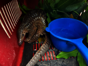 Rescuing a Critically Endangered Sunda pangolin